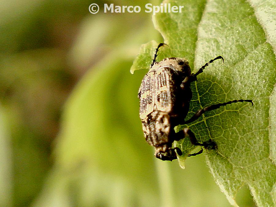 Coleottero da identificare: Valgus hemipterus